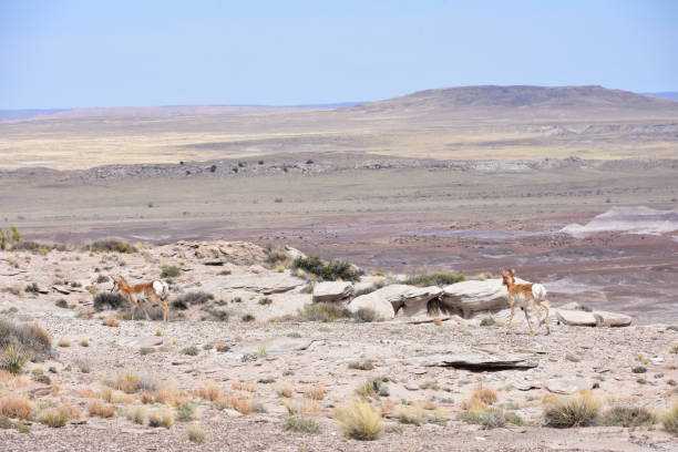 deserto dipinto vicino a holbrook arizona - holbrook foto e immagini stock
