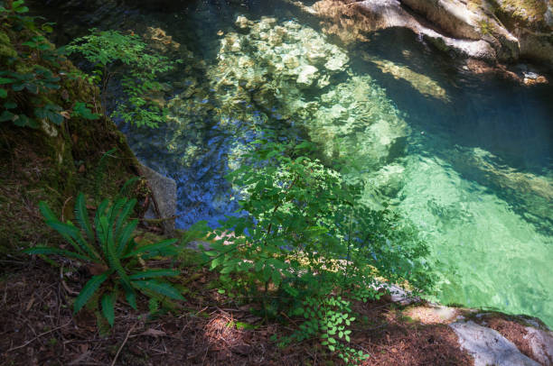 istock Azure lagoon in the forest 956671864