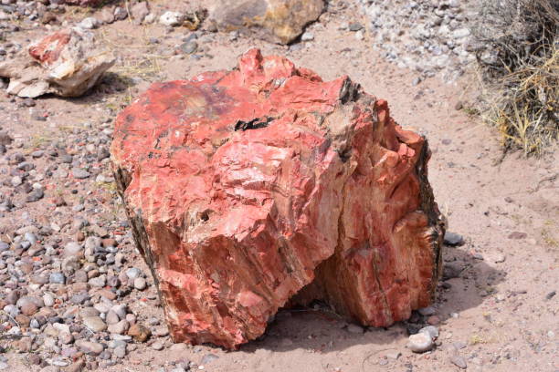istock Trees transitioned to crystals and stone found in the Petrified Forest 956676128