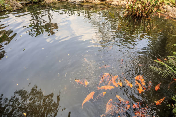 istock koi fish in garden pond decorative landscape design 956676642