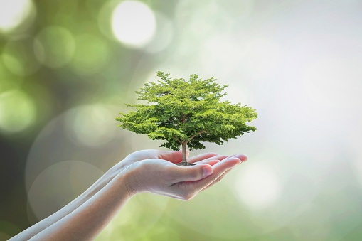 Cultivo de árboles para salvar la sostenibilidad ecológica, medio ambiente sostenible y responsabilidad social corporativa RSC en concepto de la naturaleza photo