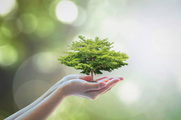 growing tree to save ecological sustainability, sustainable environment, and corporate social responsibility csr in nature concept - growth global business global communications healthcare and medicine imagens e fotografias de stock