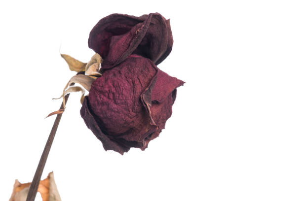 istock Dried flowers red rose isolated on white 956679084