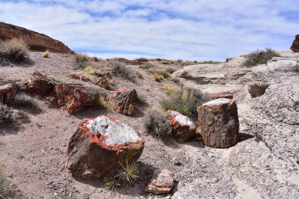 istock Trees transitioned to crystals and stone found in the Petrified Forest 956679842