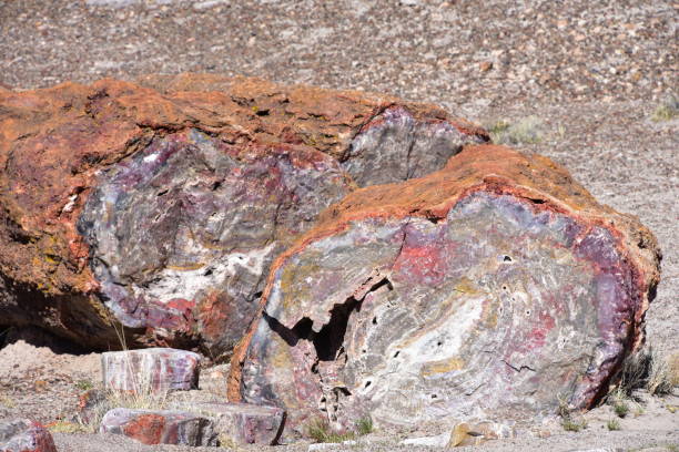 istock Trees transitioned to crystals and stone found in the Petrified Forest 956680448
