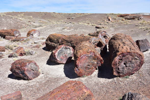 istock Trees transitioned to crystals and stone found in the Petrified Forest 956680536