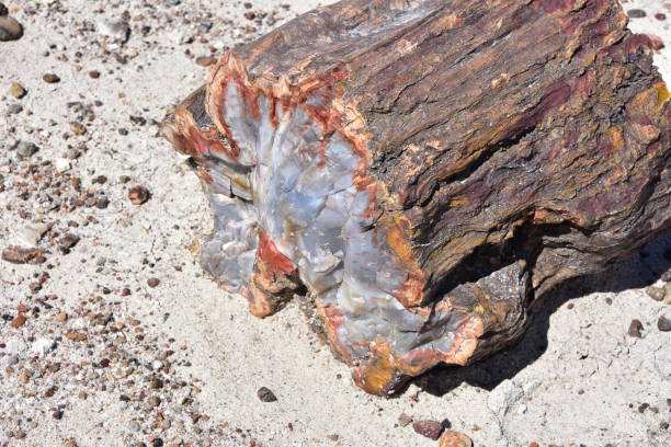 istock Trees transitioned to crystals and stone found in the Petrified Forest 956682842