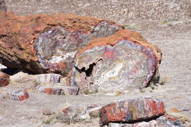 istock Trees transitioned to crystals and stone found in the Petrified Forest 956684142