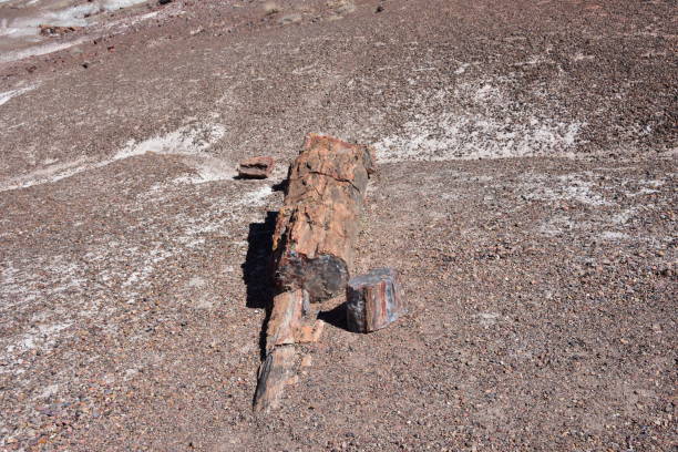 istock Trees transitioned to crystals and stone found in the Petrified Forest 956684398