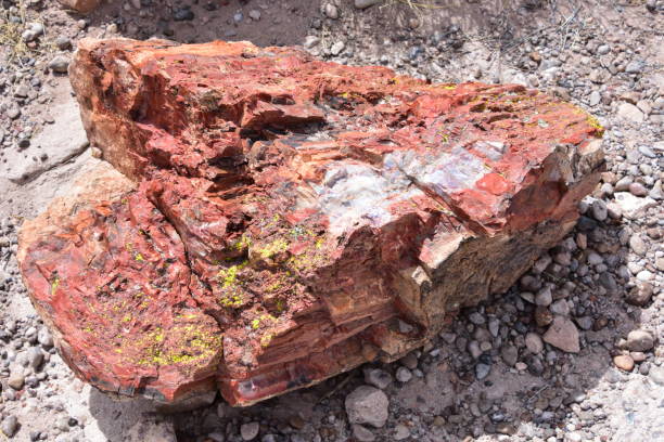 istock Trees transitioned to crystals and stone found in the Petrified Forest 956684508