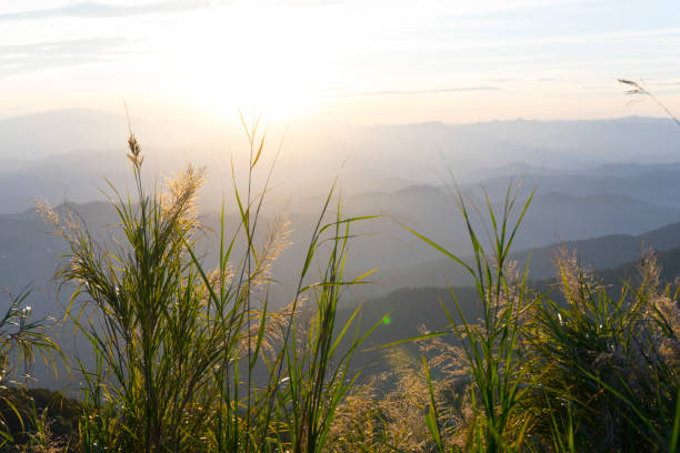 istock mountain range with grass flower at sunrise 956689372