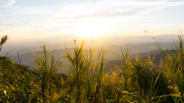 istock mountain range with grass flower at sunrise 956689374