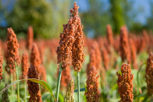 istock Italian maize in the initial phase of growth 956701686