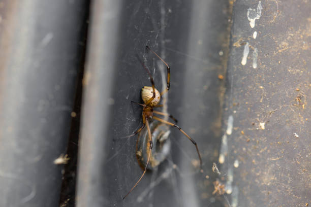 istock Macro spider inside of a home, brown widow 956701798