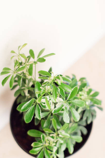 istock Schefflera Octophylla Houseplant 956711556