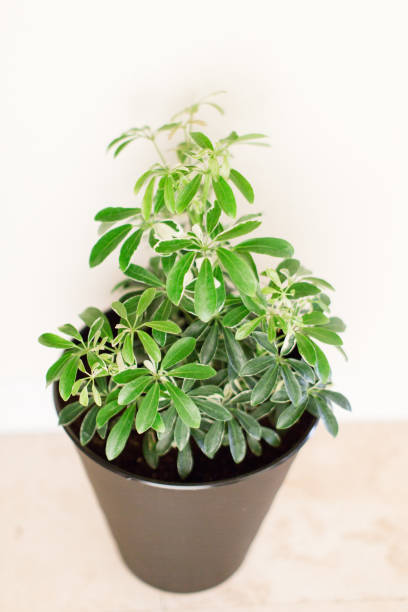 istock Schefflera Octophylla Houseplant 956711562