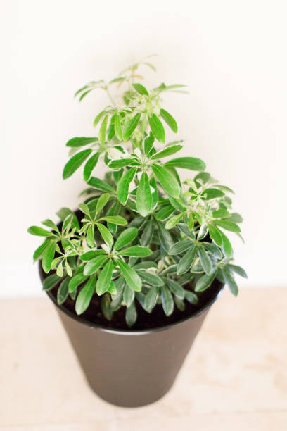 istock Schefflera Octophylla Houseplant 956711566