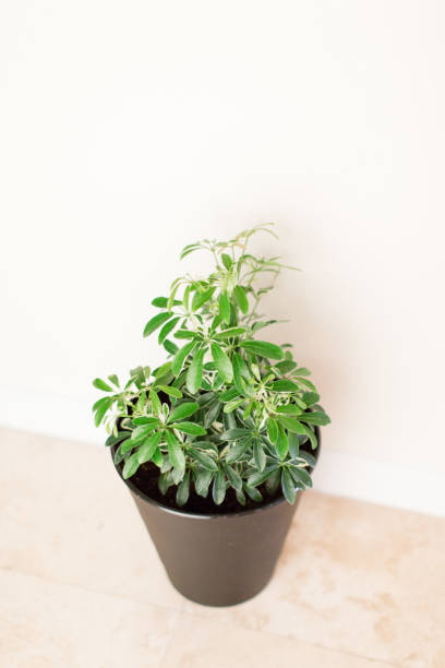 istock Schefflera Octophylla Houseplant 956711766