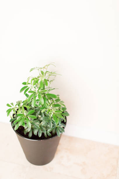 istock Schefflera Octophylla Houseplant 956711808