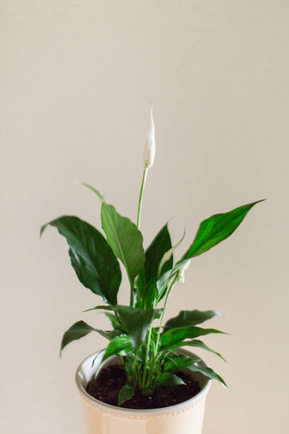 istock Peace Lily Plant 