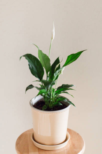 istock Peace Lily Plant 