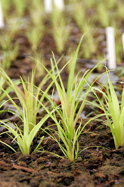 Bromeliads stock photo