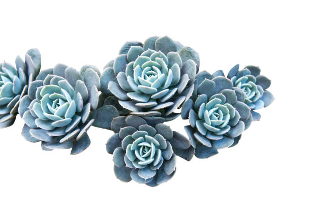 istock Miniature succulent plants isolated 956736934