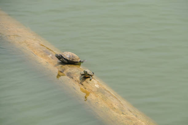 cute small turtles on floating log in river