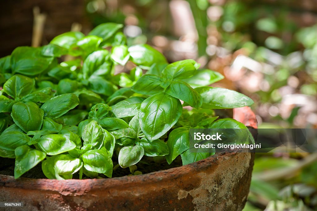 Basilic vert frais dans un vieux Pot en terre cuite - Photo de Basilic libre de droits