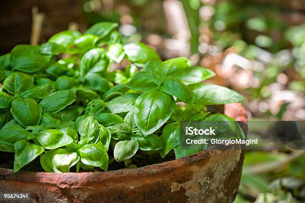 Foto de Verde Fresca Manjericão Em Um Antigo Terracota Panela e mais fotos de stock de Manjericão