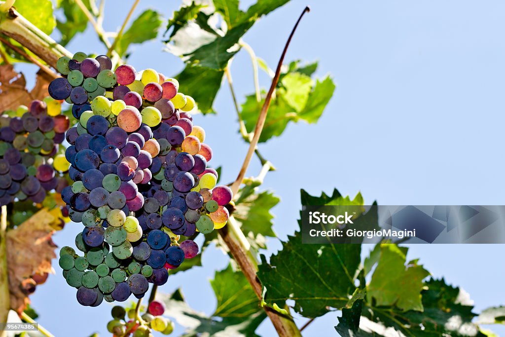 Raisin Sangiovese vin de la Toscane, région de Chianti - Photo de Raisin libre de droits