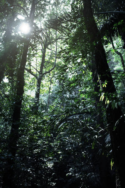 istock Rain forest at Krabi in Thailand 956746774