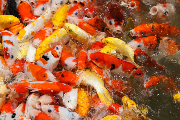 istock Colorful koi fish feeding 956757026