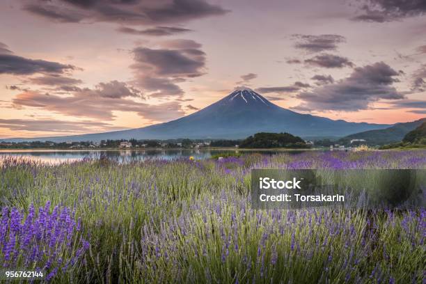Mountain Fuji Stock Photo - Download Image Now - Agricultural Field, Asia, Awe