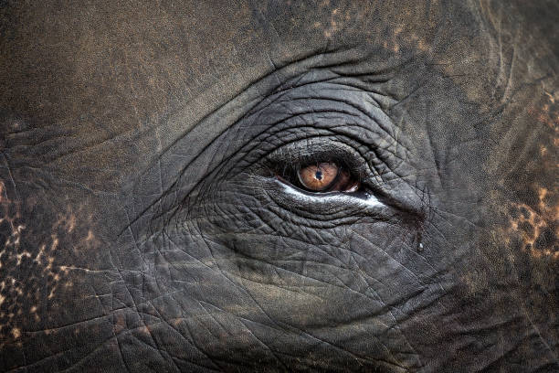 istock Eyes of elephants. 956764746