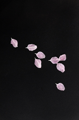 Pink tree blossom petals on a black background