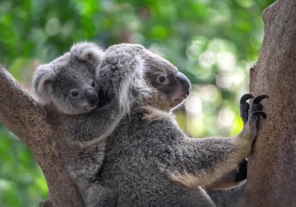 Koala mother and baby are resting on a tree.