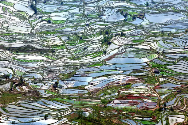 pattern of the beautiful rice terraces at Yuan Yang, China.
