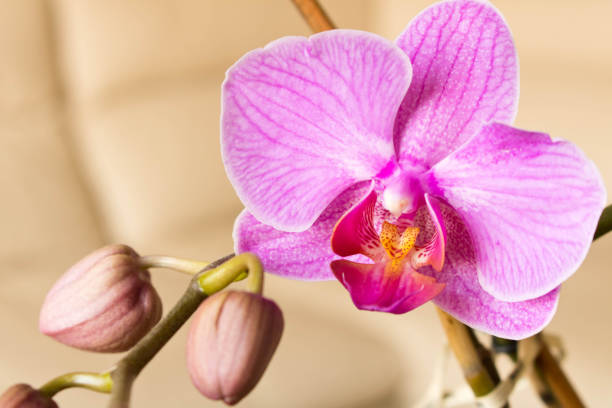 istock Orchid flower purple. Selective focus. Conceptual design for greeting card 956773152
