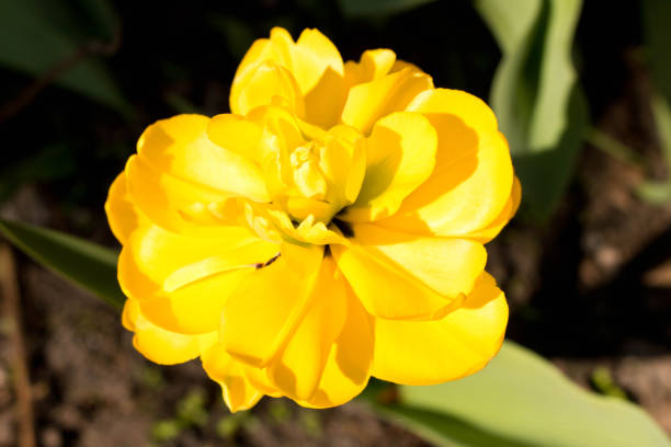 istock Yellow Tulip in the garden . Selective focus . Macro 956776922