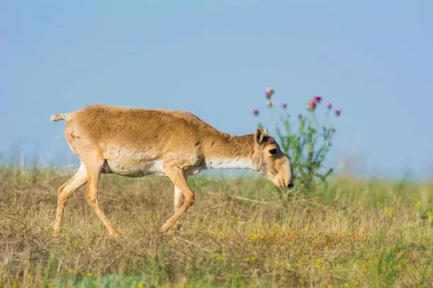 Photo of Saiga tatarica