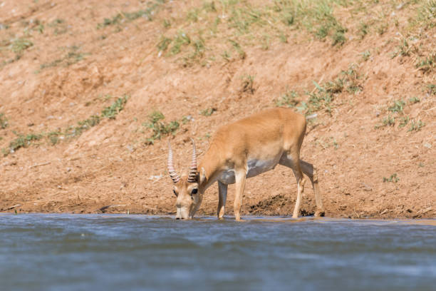istock Saiga tatarica 956777432