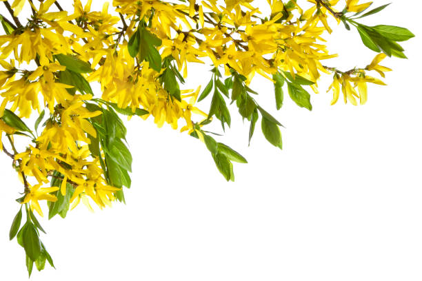 Decoration with blooming forsythia twigs on a white background.