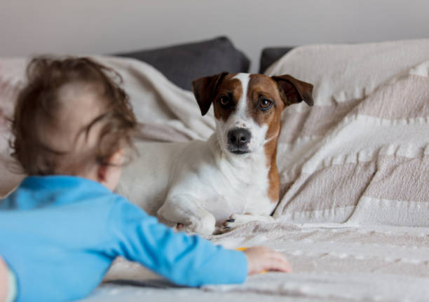 little baby boy with jack russell terrier - newborn animal audio imagens e fotografias de stock