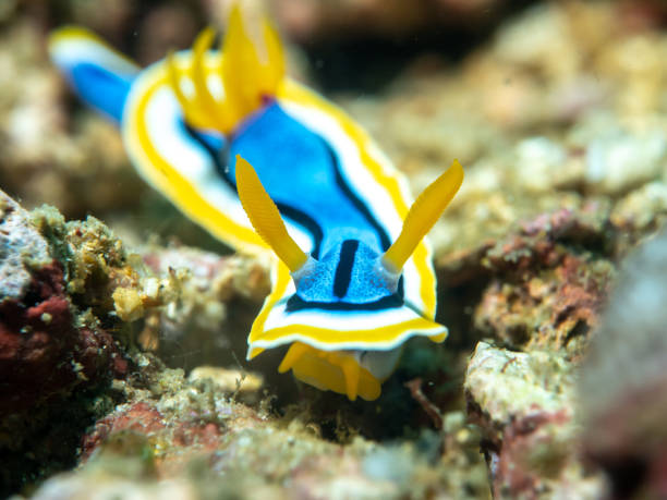 istock Nudibranch on the coral Anilao 956781868