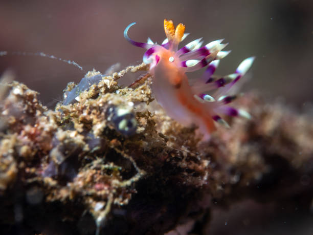 istock Nudibranch on the coral Anilao 956781982