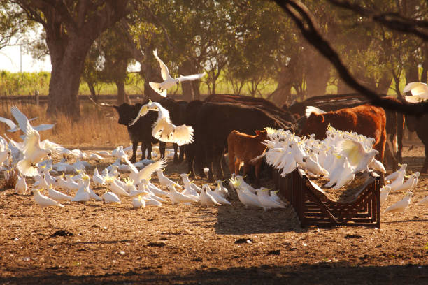 o gado se reúnem sob a sombra das árvores gengivas no início da manhã da rural de nova gales do sul enquanto as cacatuas de aço um feed. - cattle station - fotografias e filmes do acervo