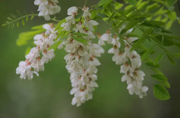 Macro Branch of Acacia Flowers in spring time