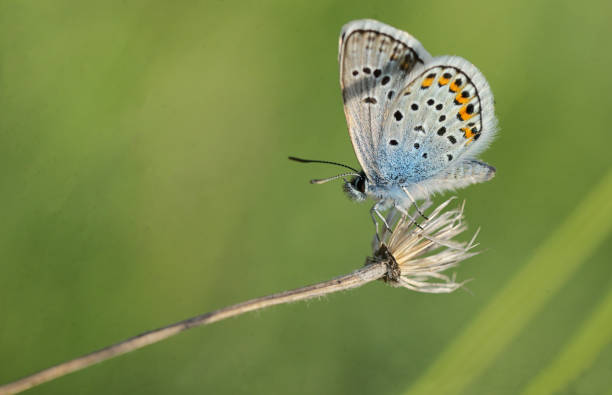 istock Polyommatus bellargus, Adonis Blue butterfly on field 956788374