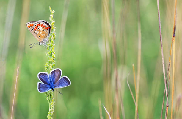 blue butterfly sitting on a pink flower head